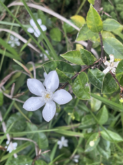 Wrightia antidysenterica