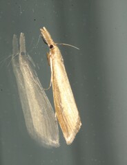 Donacaula melinellus