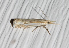 Crambus saltuellus