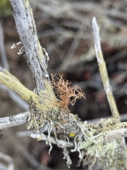 Usnea rubicunda