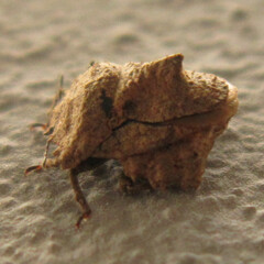 Cyrtocoris