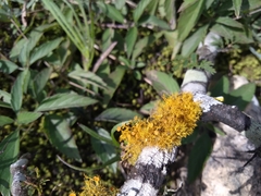 Teloschistes exilis