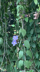 Thunbergia grandiflora