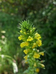 Bellardia viscosa