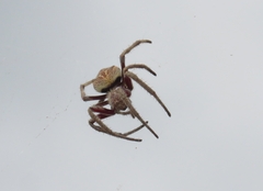 Hortophora
