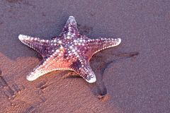 Pentaceraster cumingi