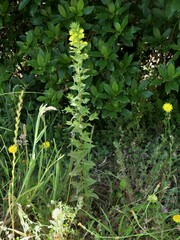 Bellardia viscosa