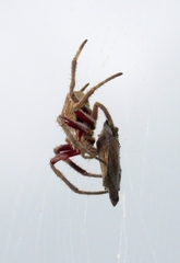 Hortophora