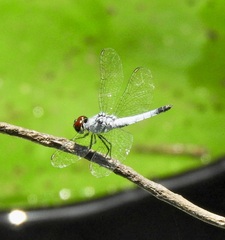 Brachydiplax denticauda