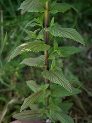 Bellardia viscosa