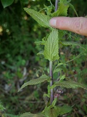 Bellardia viscosa