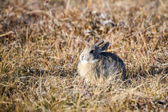 Sylvilagus nuttallii