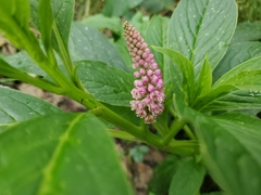 Phytolacca bogotensis