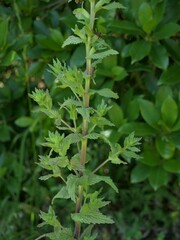 Bellardia viscosa