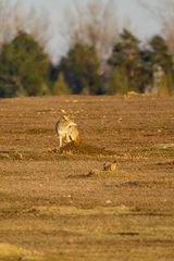 Canis latrans