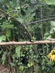 Ramphocelus flammigerus icteronotus