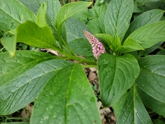 Phytolacca bogotensis