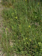 Bellardia viscosa