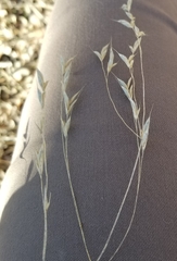 Bromus pubescens