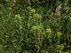 Bellardia viscosa