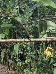 Ramphocelus flammigerus icteronotus