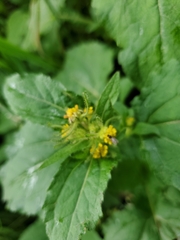 Sigesbeckia orientalis