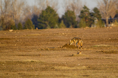 Canis latrans