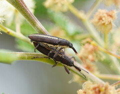 Rhinotia melanocephala