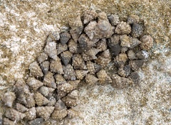 Echinolittorina tuberculata