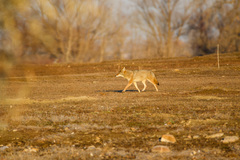 Canis latrans