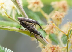 Rhinotia melanocephala