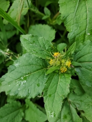 Sigesbeckia orientalis