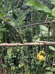 Ramphocelus flammigerus icteronotus