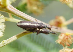 Rhinotia melanocephala