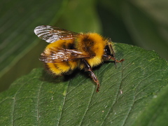 Bombus haematurus