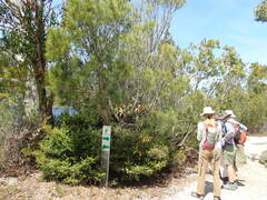 Allocasuarina duncanii