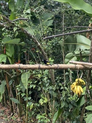 Ramphocelus flammigerus icteronotus