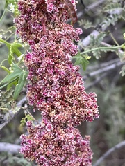 Amaranthus fimbriatus