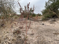 Amaranthus fimbriatus