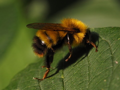 Bombus haematurus