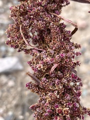 Amaranthus fimbriatus