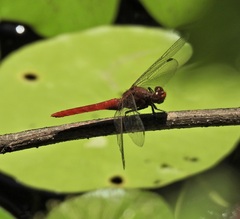 Rhodothemis lieftincki