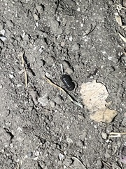 Armadillidium vulgare