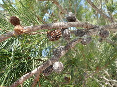 Allocasuarina duncanii