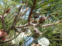 Allocasuarina duncanii