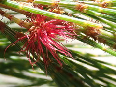 Allocasuarina duncanii