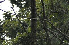 Accipiter striatus chionogaster