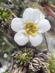 Myosotis pulvinaris