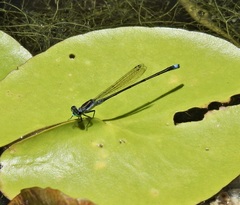 Ischnura pruinescens