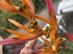 Zagreus decempunctatus